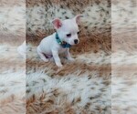 Small #4 Chihuahua