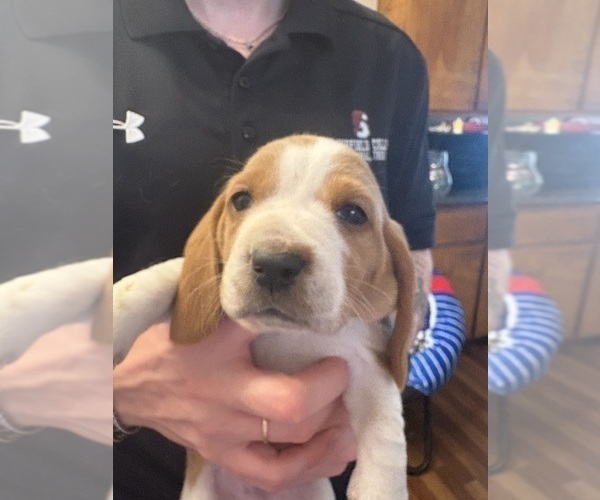 Medium Photo #7 Basset Hound Puppy For Sale in VERNON ROCKVILLE, CT, USA
