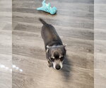 Small #3 Chihuahua Mix