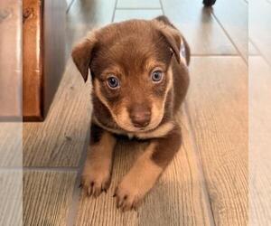 Labrador Retriever-Unknown Mix Dogs for adoption in San Antonio, TX, USA