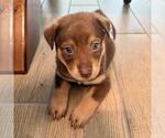 Small Labrador Retriever Mix