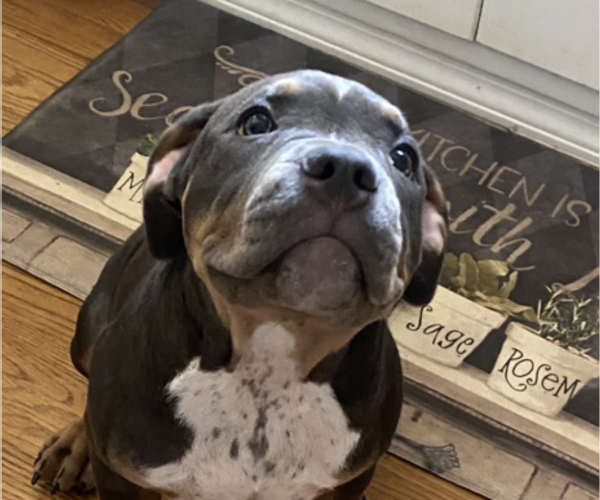 Medium Photo #1 American Bully Puppy For Sale in SPRINGFIELD, MO, USA