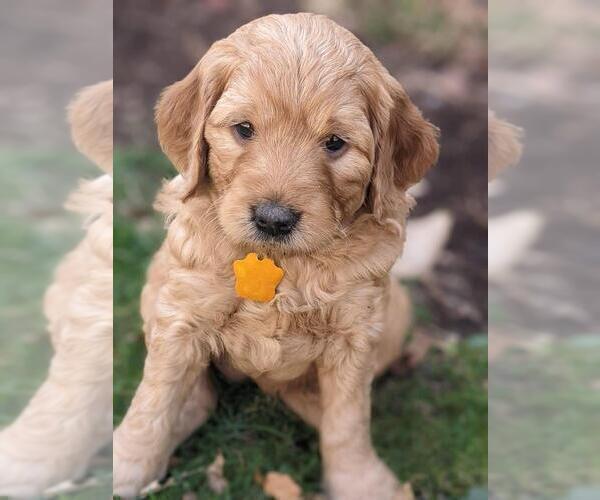 Medium Photo #2 Golden Retriever-Goldendoodle Mix Puppy For Sale in MILLERSBURG, OH, USA