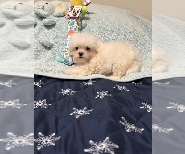 Medium Photo #1 Mal-Shi Puppy For Sale in BENSON, NC, USA