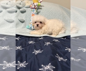 Mal-Shi Puppy for sale in BENSON, NC, USA