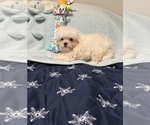 Image preview for Ad Listing. Nickname: Samuel