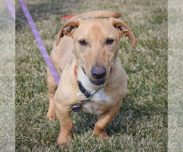 Medium Photo #4 Doxle Puppy For Sale in Huntley, IL, USA