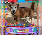 Small #5 Dachshund Mix
