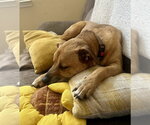 Small #12 Labrador Retriever Mix