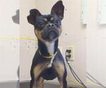 Small Faux Frenchbo Bulldog