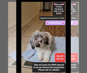 Havanese Puppy for sale in TUCSON, AZ, USA