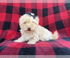 Havapoo Puppy for sale in LAKELAND, FL, USA