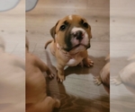 Small Photo #7 American Bully Puppy For Sale in OZONE PARK, NY, USA