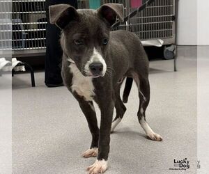 Bug - Male Labrador Retriever-Unknown Mix Dog for Adoption - Photo #2