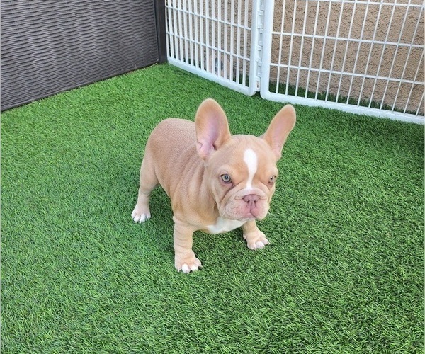 Medium Photo #19 French Bulldog Puppy For Sale in LAS VEGAS, NV, USA