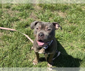 American Pit Bull Terrier-Unknown Mix Dogs for adoption in Millersville, MD, USA