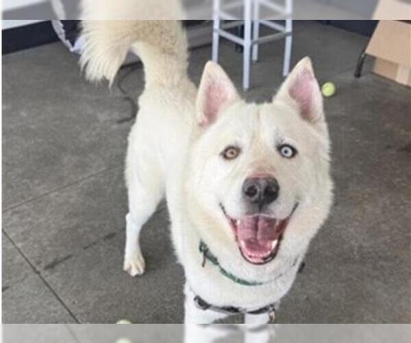 Medium Photo #1 Siberian Husky Puppy For Sale in Redwood City, CA, USA