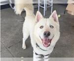 Small Siberian Husky