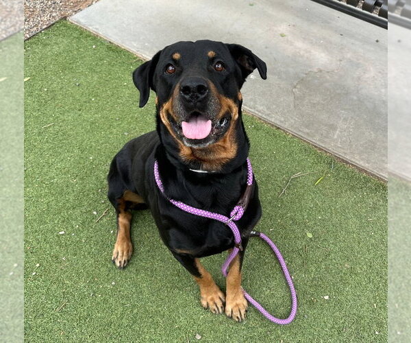 Medium Photo #5 Rottweiler Puppy For Sale in Gilbert, AZ, USA