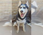 Small #8 Siberian Husky Mix