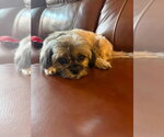 Small #1 Shih Tzu Mix