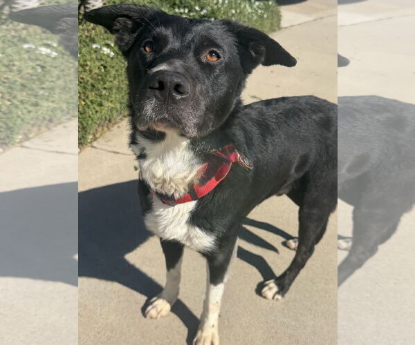 Medium Photo #2 Border Collie-Unknown Mix Puppy For Sale in Newport Beach, CA, USA