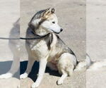 Small #3 Shiba Inu-Siberian Husky Mix
