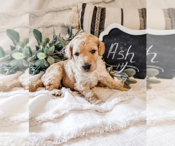 Medium Photo #2 Goldendoodle Puppy For Sale in MARQUAND, MO, USA