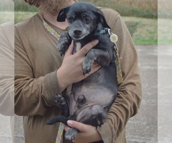 Medium Photo #4 Chiweenie Puppy For Sale in Huntley, IL, USA