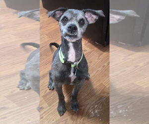 Mutt Dogs for adoption in Clarkston, MI, USA