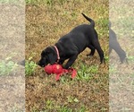 Small #5 Labrador Retriever