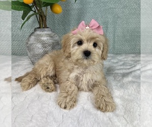 Cavapoo Puppy for sale in FRANKLIN, IN, USA