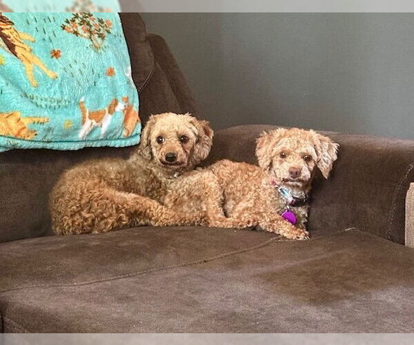 Medium Photo #4 Poodle (Miniature) Puppy For Sale in St. Louis Park, MN, USA