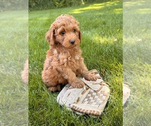Goldendoodle (Miniature) Puppy for sale in MIDDLEBURY, IN, USA