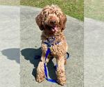 Small Goldendoodle