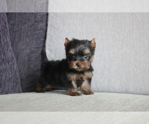 Medium Photo #2 Yorkshire Terrier Puppy For Sale in SAN JOSE, CA, USA