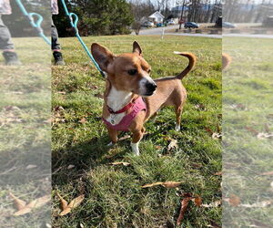 Chihuahua-Unknown Mix Dogs for adoption in Candler, NC, USA
