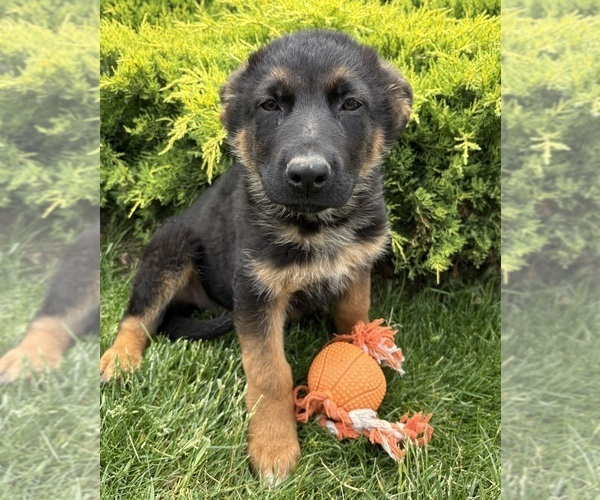 Medium Photo #2 German Shepherd Dog Puppy For Sale in MIDDLEBURY, IN, USA