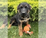 Small #1 German Shepherd Dog