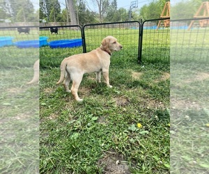 Labrador Retriever Puppy for sale in HIGHLAND, MI, USA