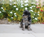 Puppy Belle Aussiedoodle