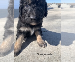 Aussiedoodle-Goldendoodle Mix Puppy for sale in GOREVILLE, IL, USA