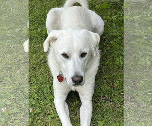 Great Pyrenees Dogs for adoption in Bountiful, UT, USA