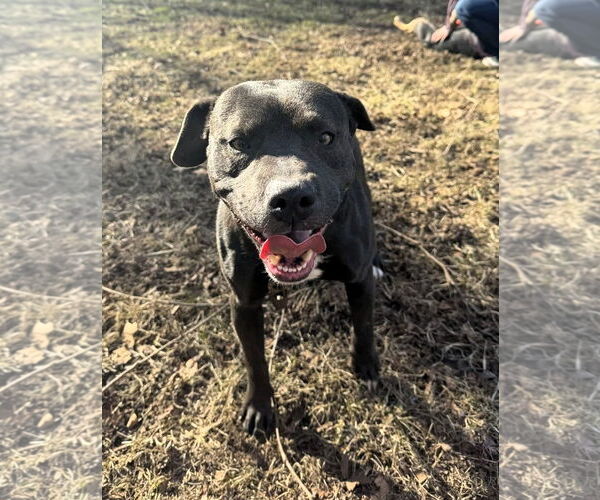 Medium Photo #5 American Pit Bull Terrier-Unknown Mix Puppy For Sale in Hinton, WV, USA