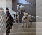 Small #7 American Staffordshire Terrier Mix