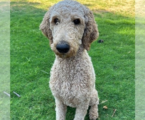 Medium Photo #1 Poodle (Standard) Puppy For Sale in QUEEN CREEK, AZ, USA