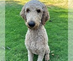 Small Photo #1 Poodle (Standard) Puppy For Sale in QUEEN CREEK, AZ, USA