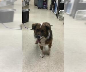 English Shepherd Dogs for adoption in Riverside, CA, USA