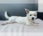 Small #2 Cairn Terrier