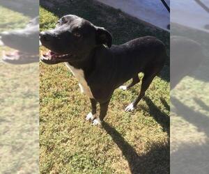 Labrador Retriever-Unknown Mix Dogs for adoption in Grovetown, GA, USA